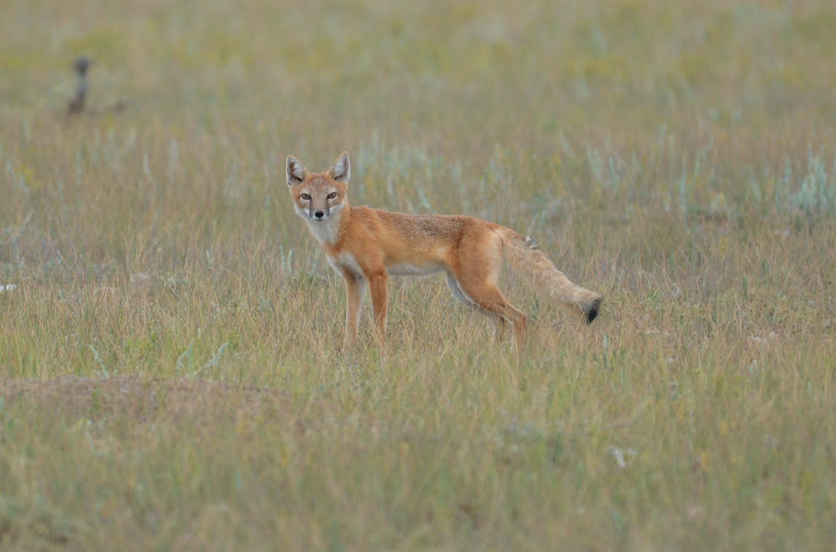 Swift Fox standing in field