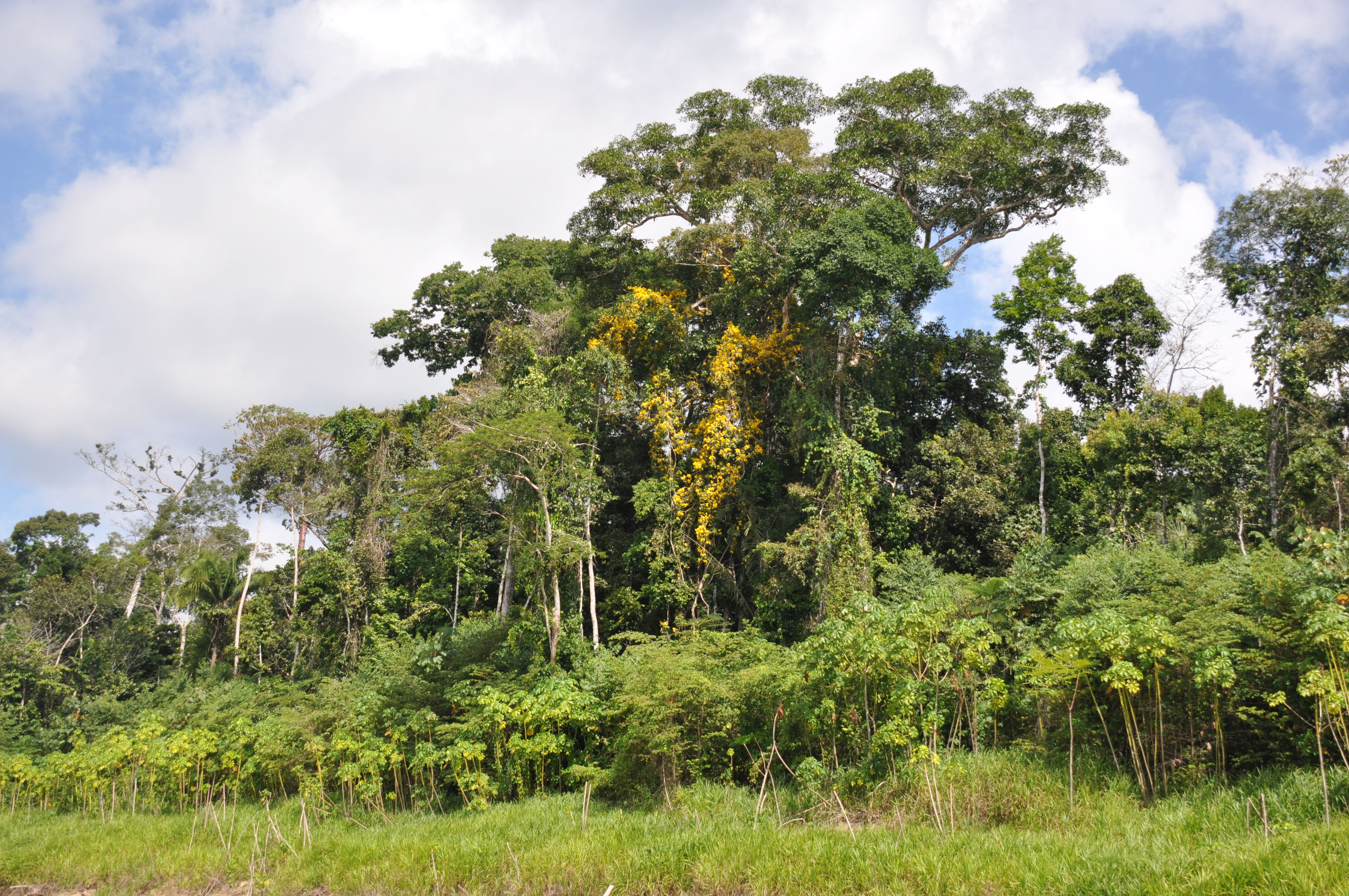 Helping to Save the Amazonian Rainforest