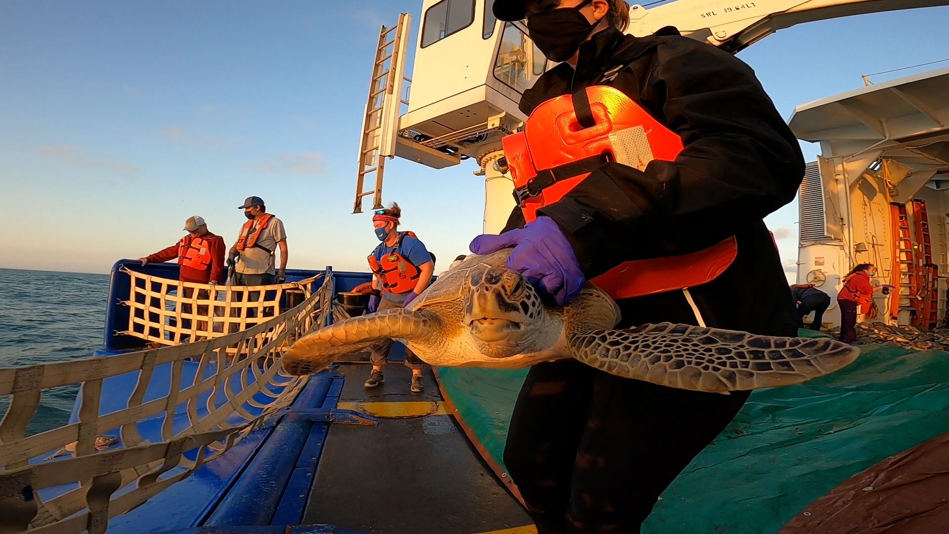 Wildlife rescue team members return rescued sea turtles to their natural habitat, the Gulf of Mexico