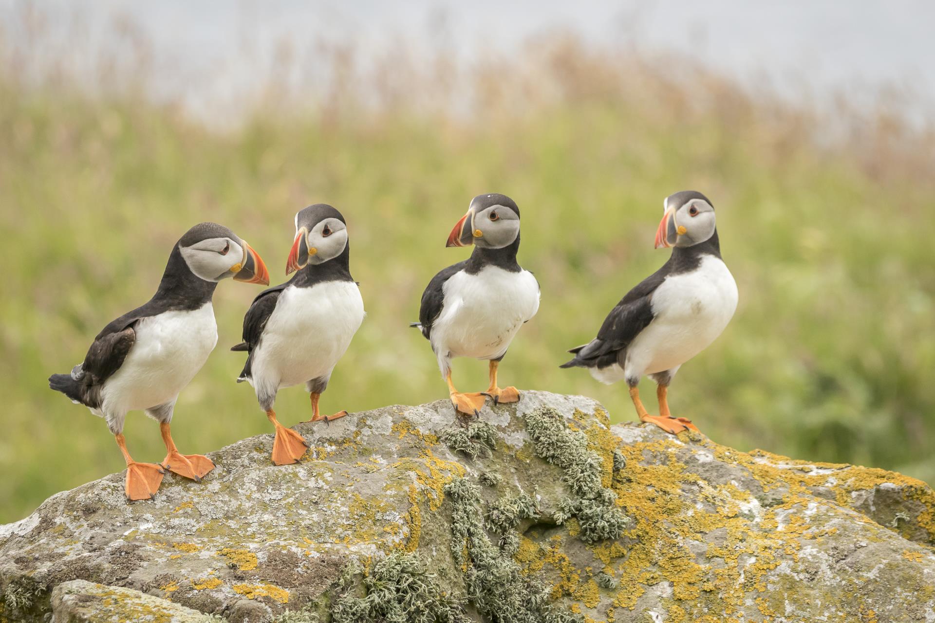 Help protect the Atlantic Puffin and the ecosystems they need to thrive