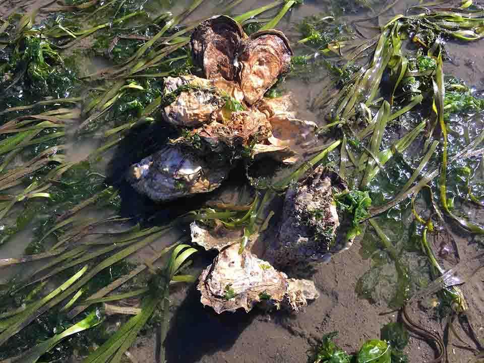 Oysters grow naturally on the bottoms of bays and rivers, and are cultivated for food and pearls in clusters called oyster beds. Over time, the mollusks’ rough, irregular shells form large, complex reefs where many aquatic species hunt for food and hide