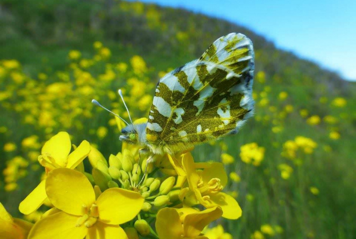 Many landowners have signed up for the CCAA, which could give the island marble butterfly a  chance at survival.