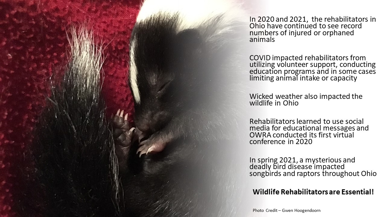 In 2020 and 2021, the rehabilitators in Ohio have continued to see record numbers of injured orphaned animals.