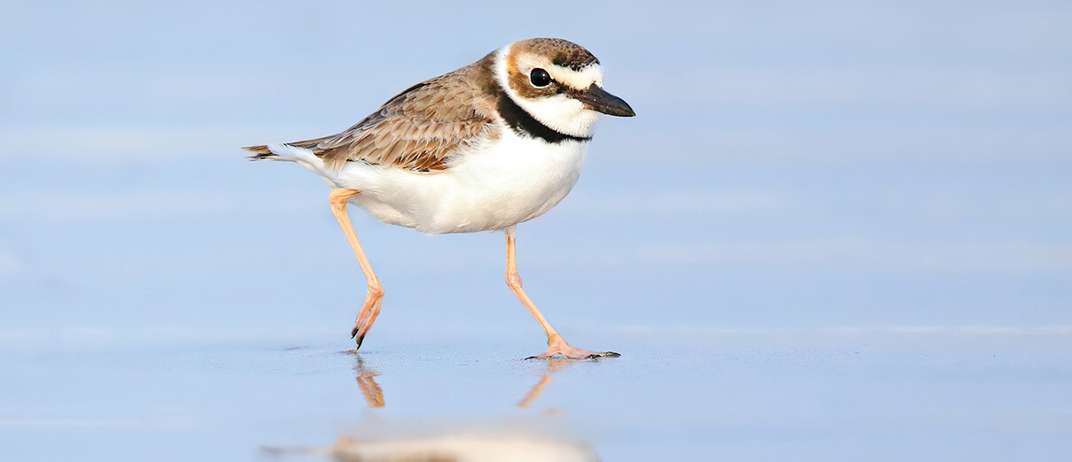 Established as a response to the 2010 Deepwater Horizon oil spill, American Bird Conservancy's Gulf Coastal Program has evolved to address ongoing human impacts on shorebirds, including giving Wilson's Plover a fighting chance.