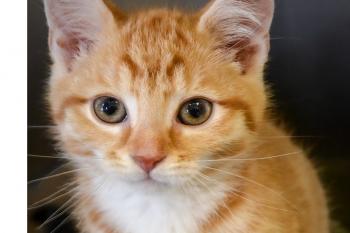 The Montgomery County Humane Society: Let's Be Humane Together