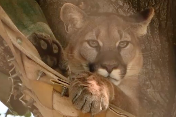 Felidae Conservation Fund Video
