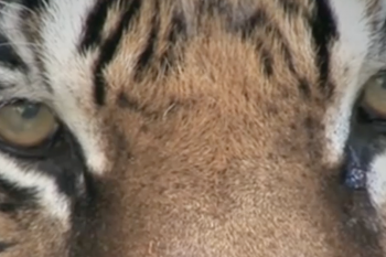Tigers in America Video