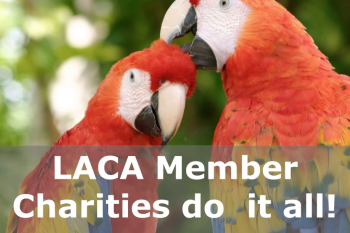 Local Animal Charities of America Video