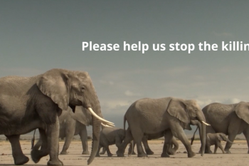 Elephants, Lions & Rhinos: Rangers Defending Wildlife & Habitat  Video