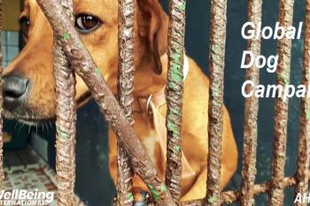 Global Dog Campaign, WellBeing International and AHPPA - Animal Shelter, Costa Rica