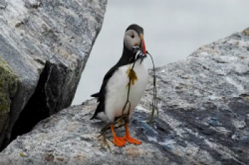 The Connection Between Baby Puffins and Forage Fish