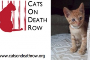 Cats on Death Row Video
