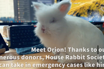 House Rabbit Society video