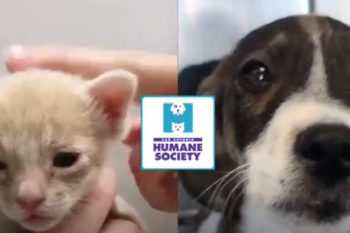 San Antonio Humane Society Video