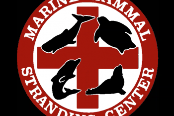 Marine Mammal Stranding Center Video