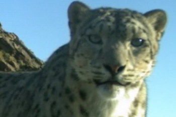 Snow Leopard Trust Video