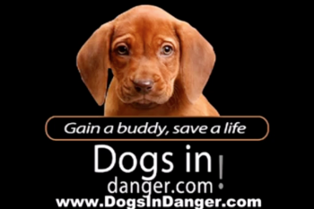 DogsInDanger Video