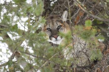 Male Cougar in a tree in Yellowstone National Park