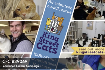 Welcome to King Street Cats!