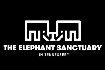 Elephant Sanctuary Video
