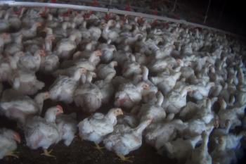 Crammed together, chickens are forced to live in their own waste, many struggling to support their unnatural weight.