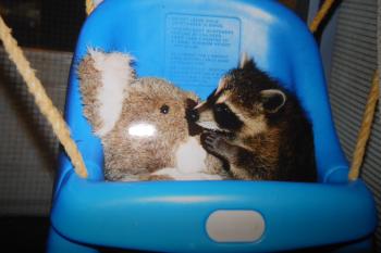 An orphaned, baby raccoon plays with toys, during his stay at Urban Wildlife Rehabilitation. He is later released as a self-sufficient, young adult.