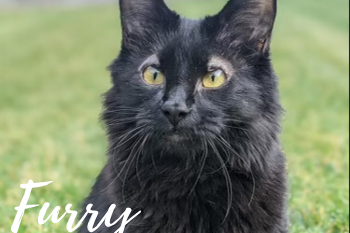 Without donors like you, Furry would not have received specialized care, comfort, and a happy family. Community support made it possible for the veterinary team to create eyelids for this special cat. After surgery, she was adopted into a loving family.