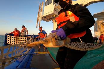 Wildlife rescue team members return rescued sea turtles to their natural habitat, the Gulf of Mexico