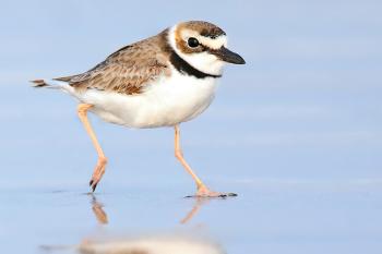 Established as a response to the 2010 Deepwater Horizon oil spill, American Bird Conservancy's Gulf Coastal Program has evolved to address ongoing human impacts on shorebirds, including giving Wilson's Plover a fighting chance.