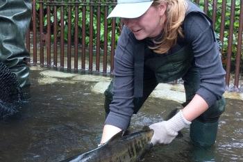 Volunteer releases a Summer Chum on the Union River